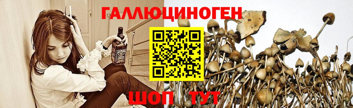 Псилоцибиновые грибы прущие грибы  Вход с VPN  Кудрово 